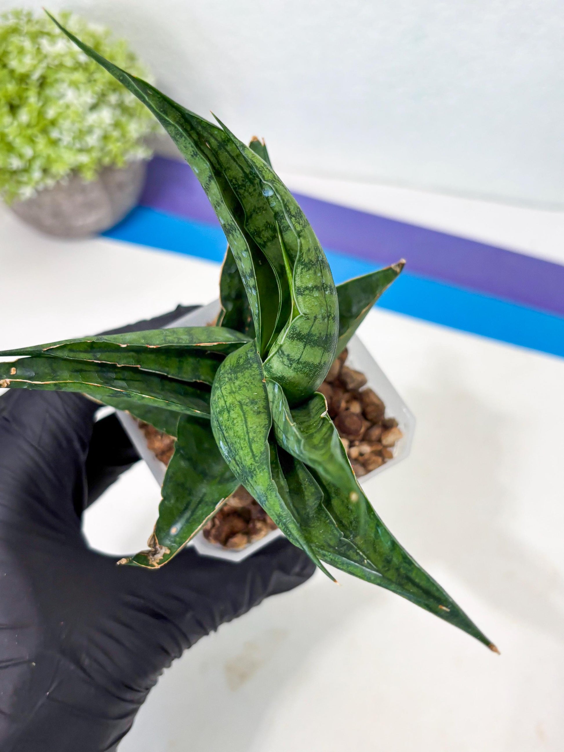 Sansevieria Dampit (Ha6) (7) | Imported New Hybrids