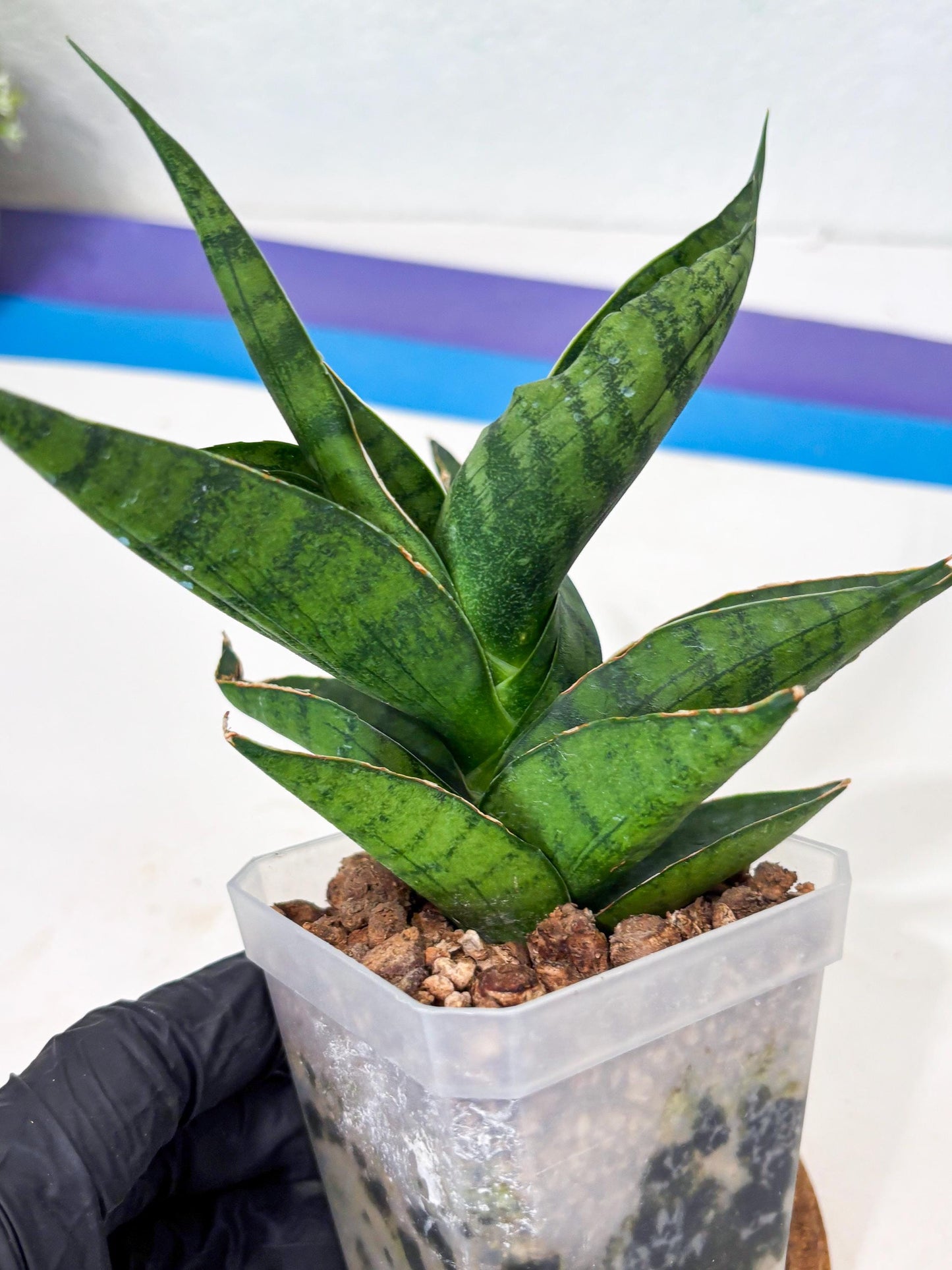Sansevieria Dampit (Ha6) (7) | Imported New Hybrids