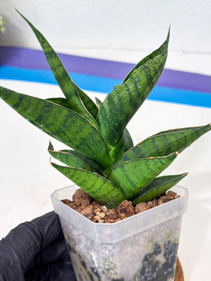 Sansevieria Dampit (Ha6) (7) | Imported New Hybrids