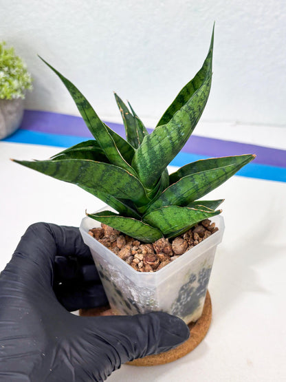 Sansevieria Dampit (Ha6) (7) | Imported New Hybrids