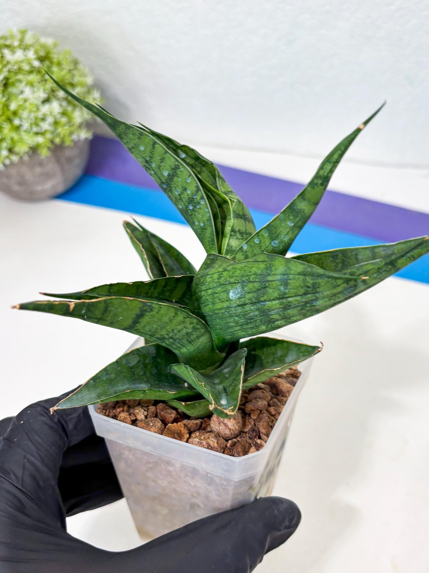 Sansevieria Dampit (Ha6) (7) | Imported New Hybrids