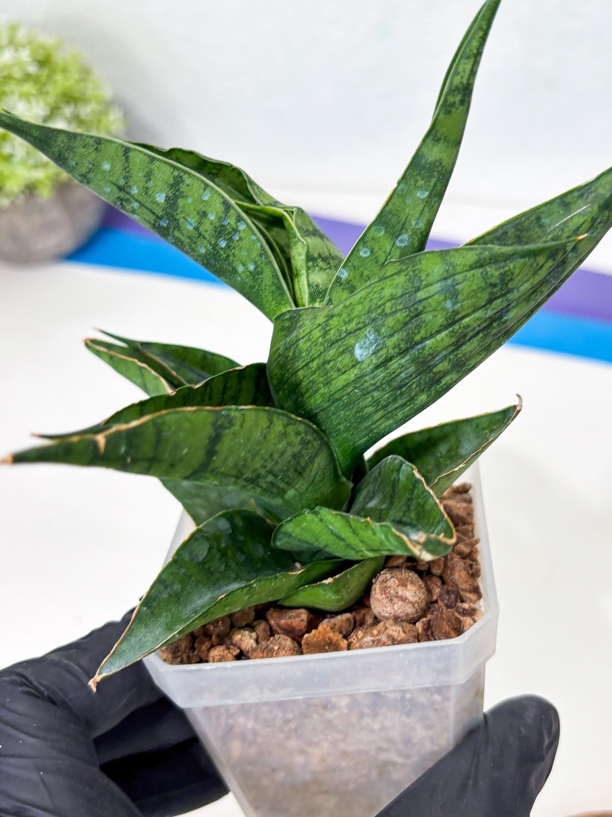 Sansevieria Dampit (Ha6) (7) | Imported New Hybrids