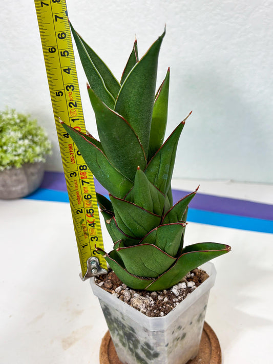 Sansevieria Armanu (Ha6) (9) | Imported
