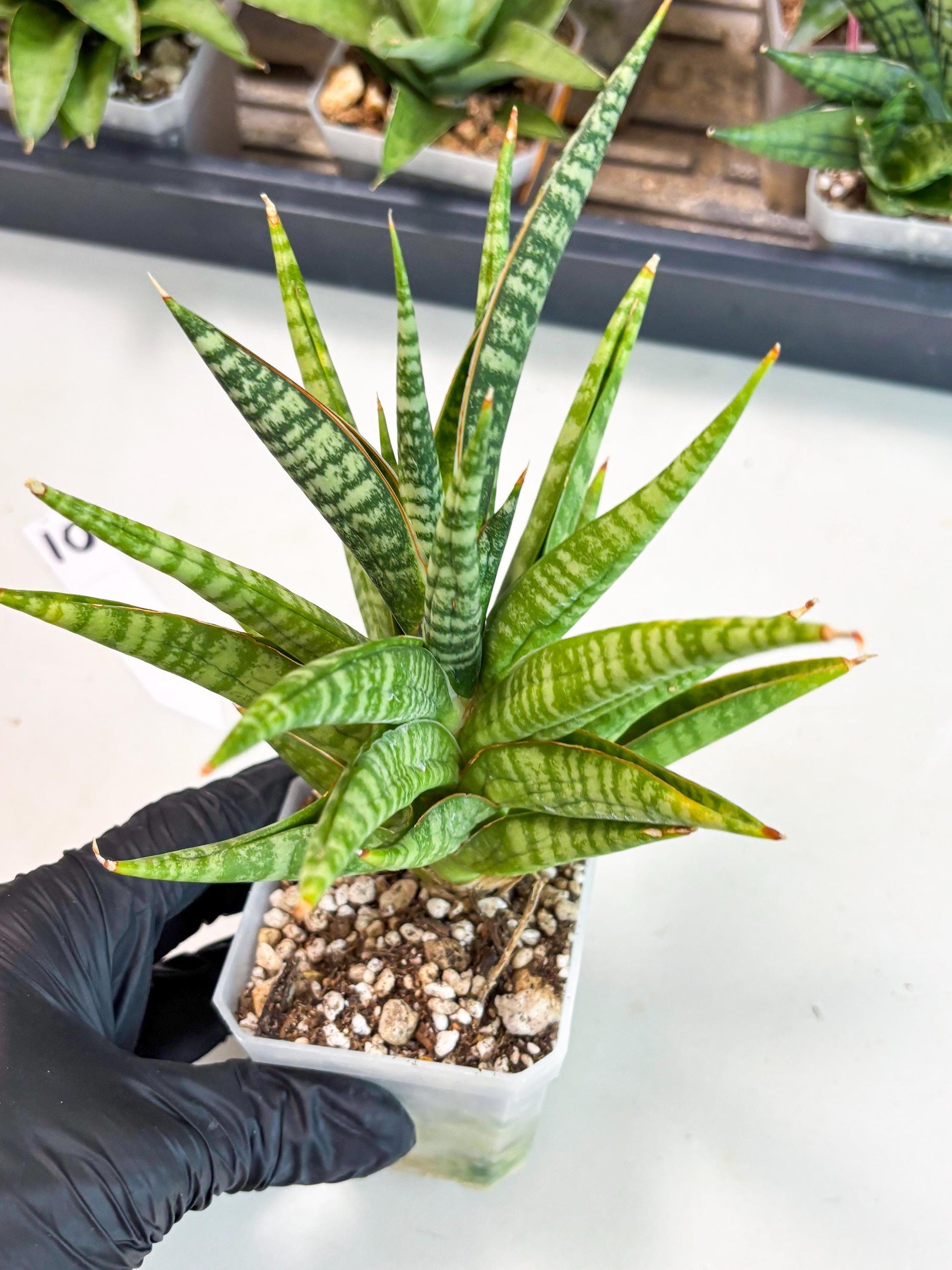 Sansevieria Wali (ha6) (10) | Imported Hybrids