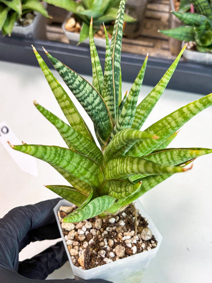 Sansevieria Wali (ha6) (10) | Imported Hybrids