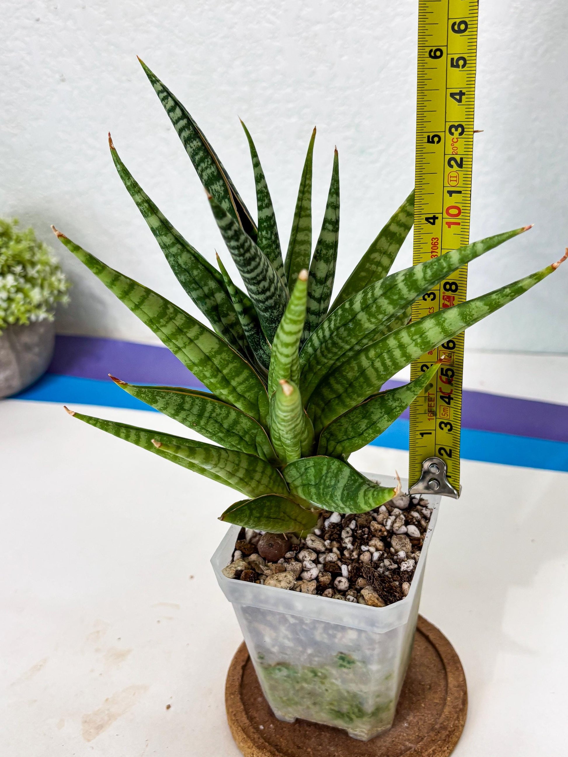 Sansevieria Wali (ha6) (10) | Imported Hybrids
