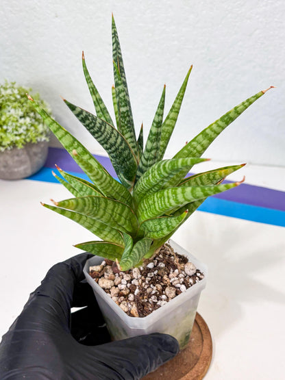 Sansevieria Wali (ha6) (10) | Imported Hybrids