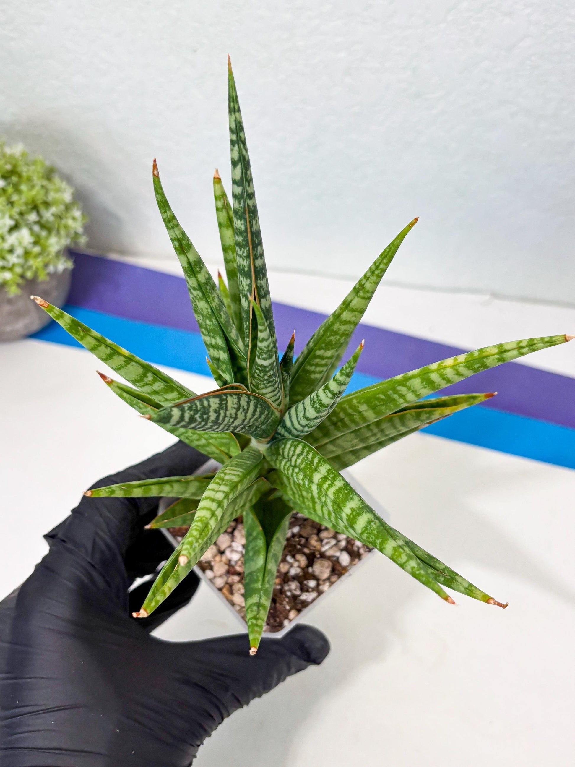 Sansevieria Wali (ha6) (10) | Imported Hybrids