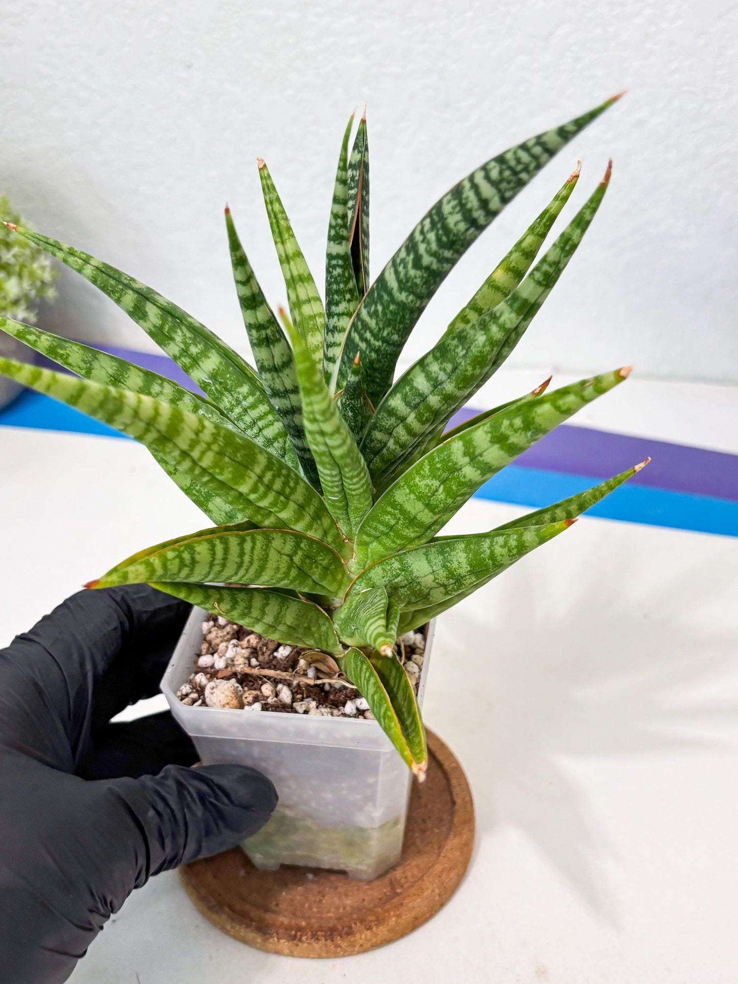 Sansevieria Wali (ha6) (10) | Imported Hybrids