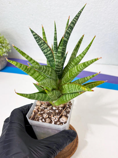 Sansevieria Wali (ha6) (10) | Imported Hybrids