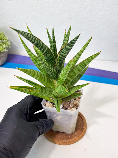 Sansevieria Wali (ha6) (10) | Imported Hybrids