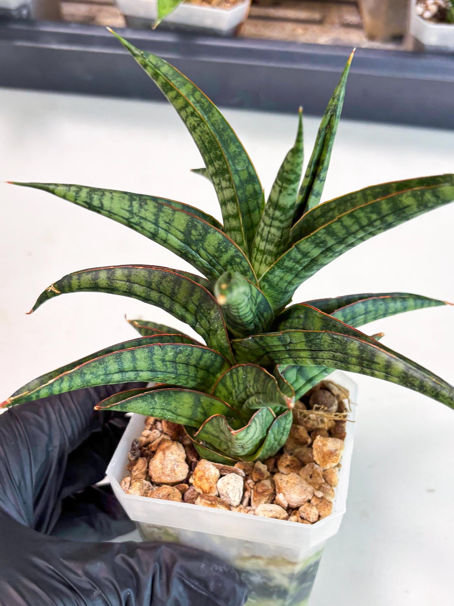 Sansevieria Gojila (Ha6) (11) | Imported Hybrids