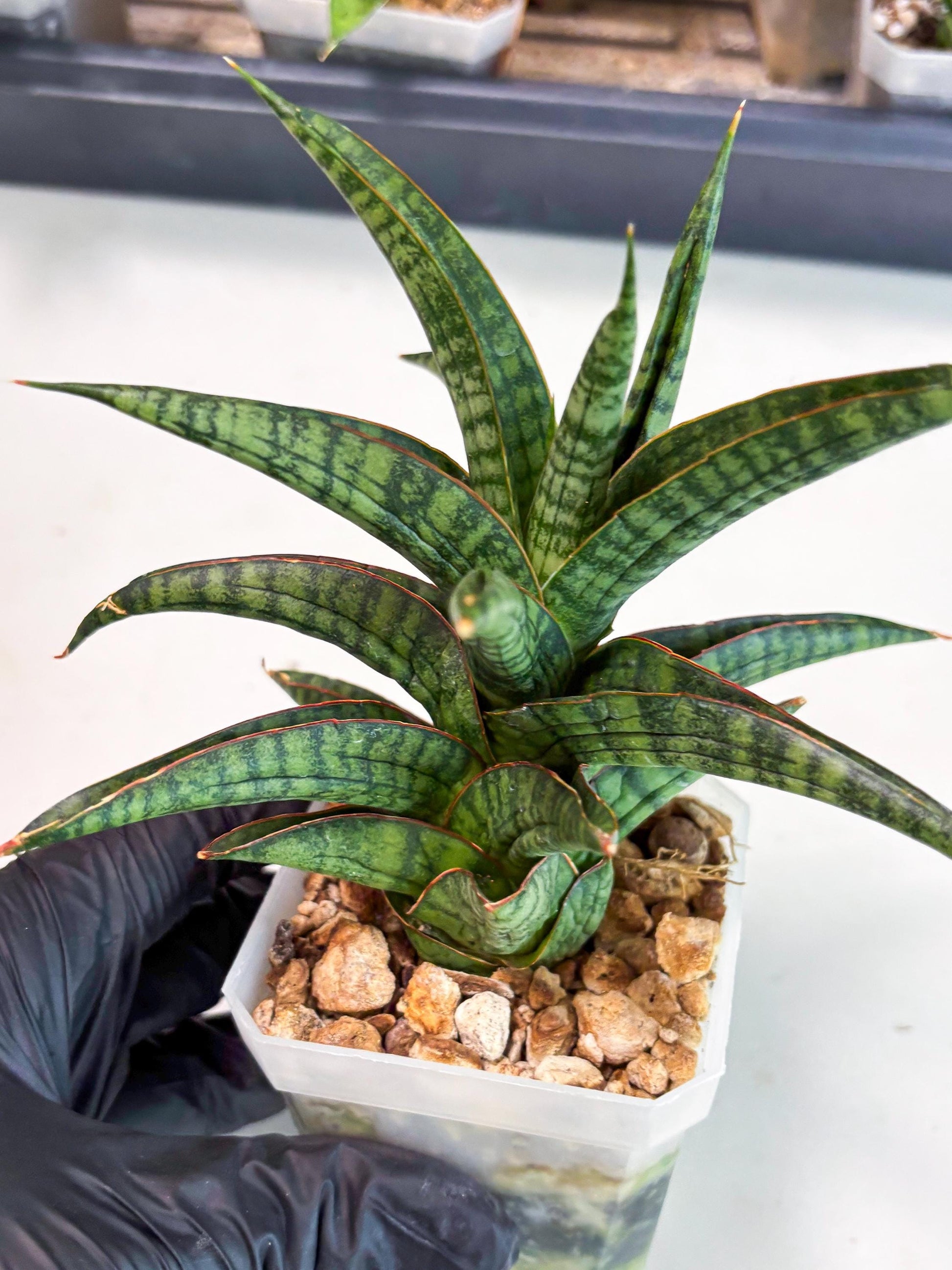 Sansevieria Gojila (Ha6) (11) | Imported Hybrids