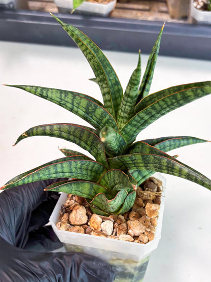 Sansevieria Gojila (Ha6) (11) | Imported Hybrids