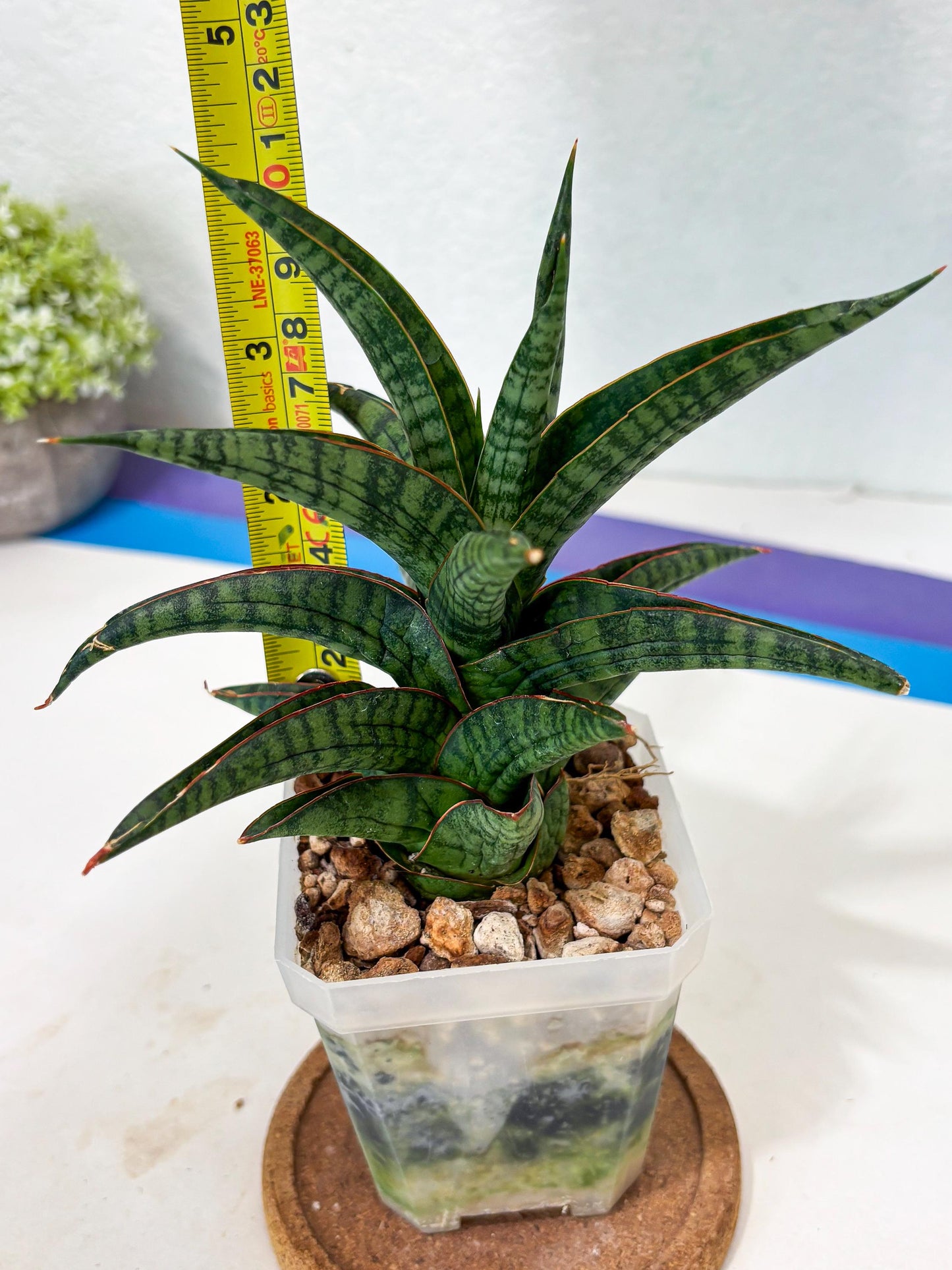Sansevieria Gojila (Ha6) (11) | Imported Hybrids