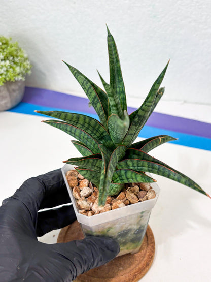 Sansevieria Gojila (Ha6) (11) | Imported Hybrids