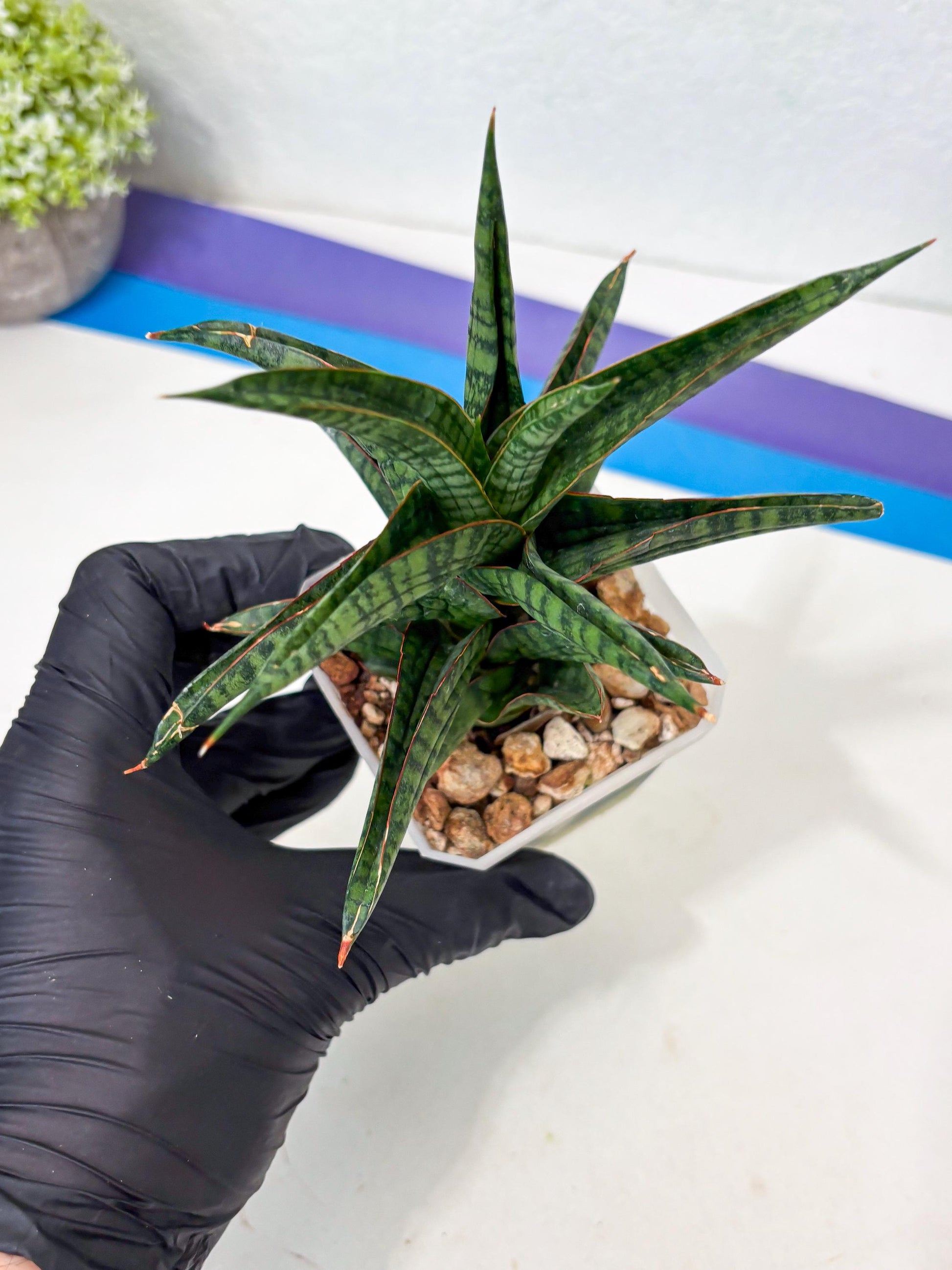 Sansevieria Gojila (Ha6) (11) | Imported Hybrids