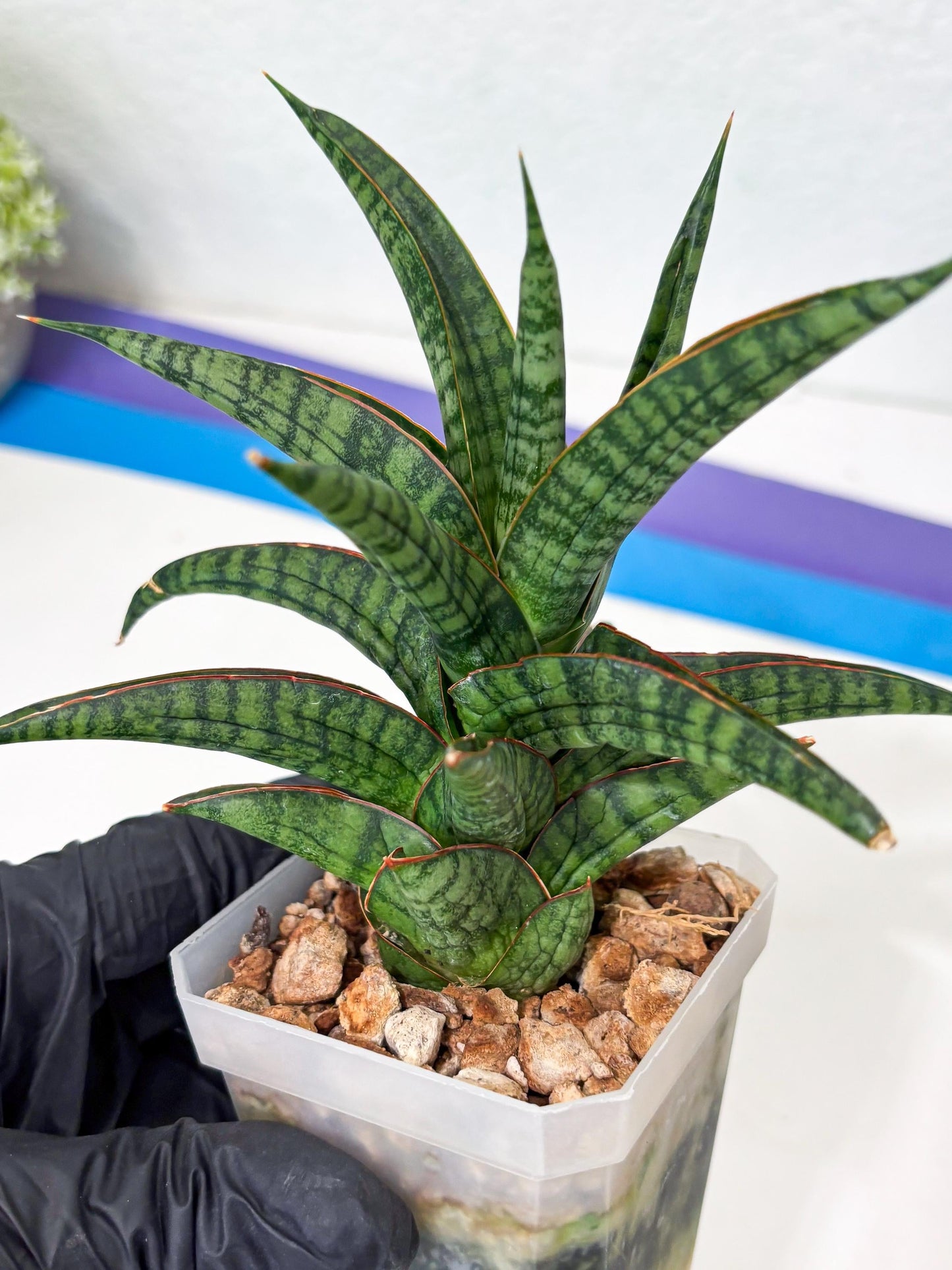 Sansevieria Gojila (Ha6) (11) | Imported Hybrids