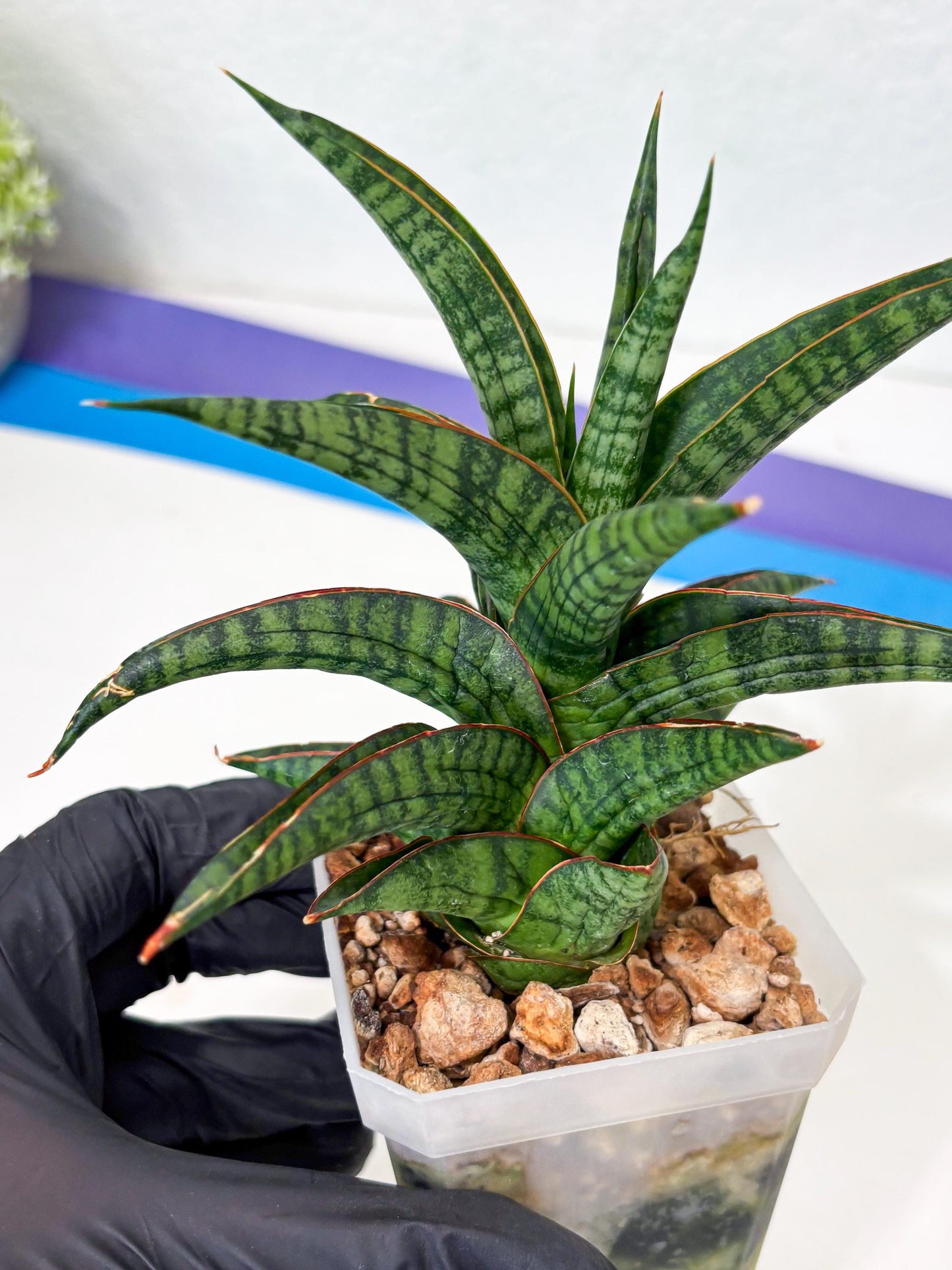 Sansevieria Gojila (Ha6) (11) | Imported Hybrids