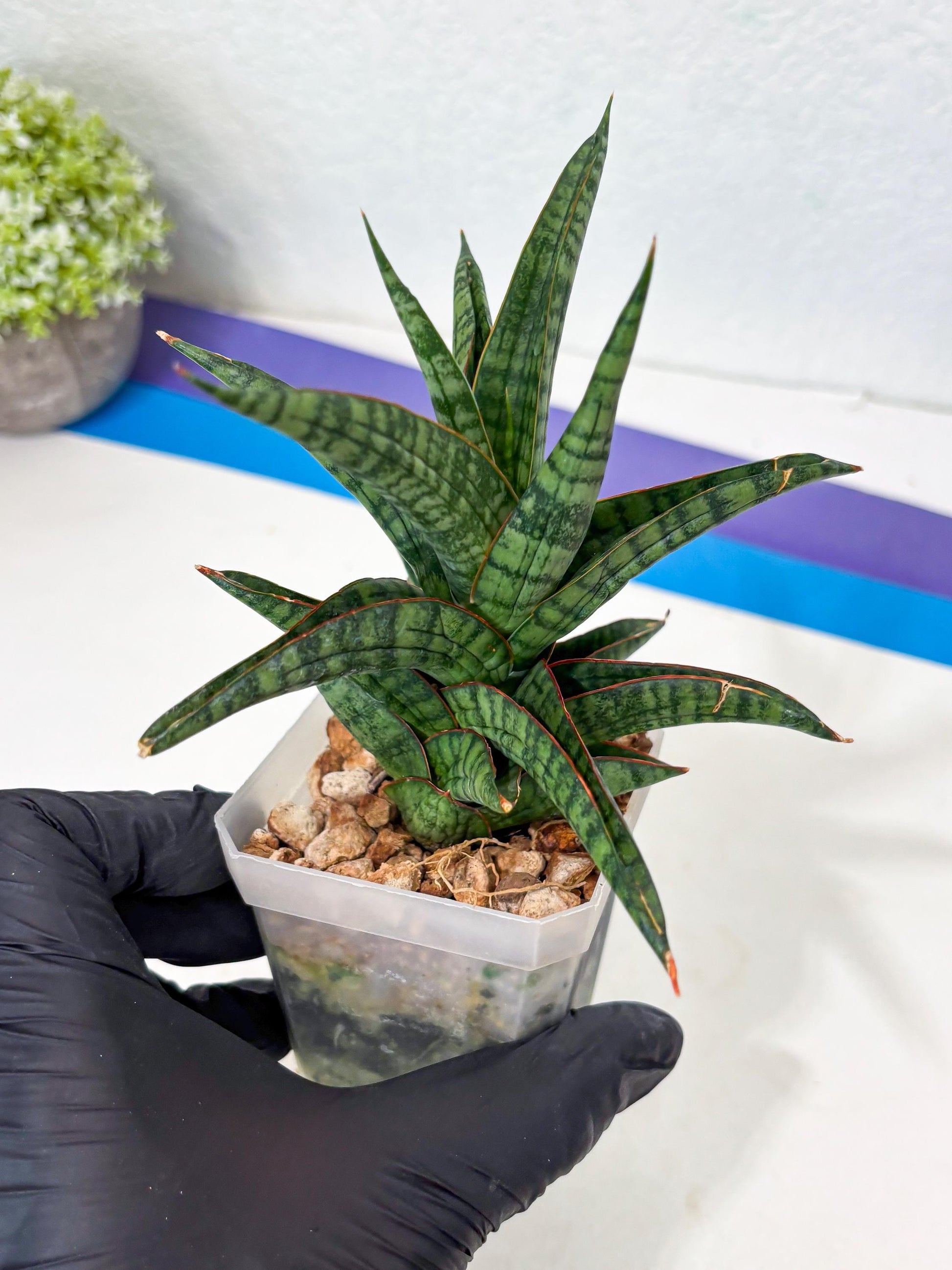 Sansevieria Gojila (Ha6) (11) | Imported Hybrids