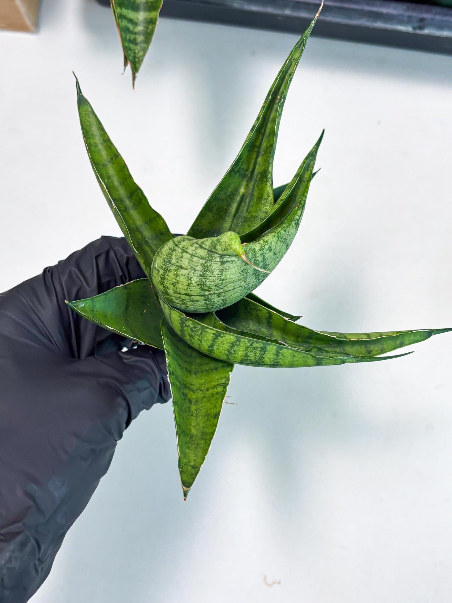 Sansevieria Dampit (Ba1) (9) | Imported New Hybrids
