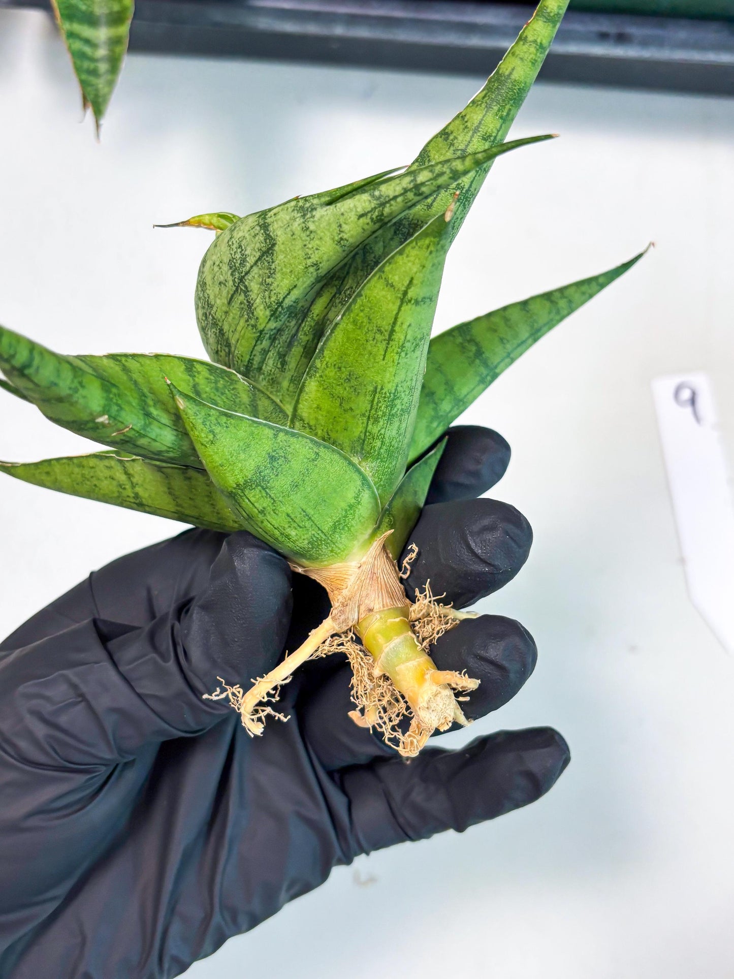 Sansevieria Dampit (Ba1) (9) | Imported New Hybrids