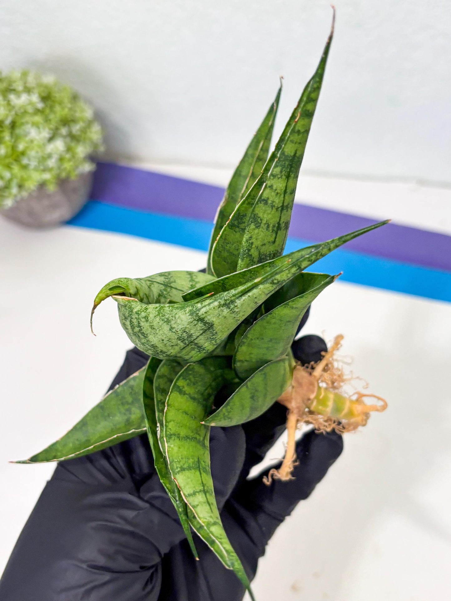 Sansevieria Dampit (Ba1) (9) | Imported New Hybrids
