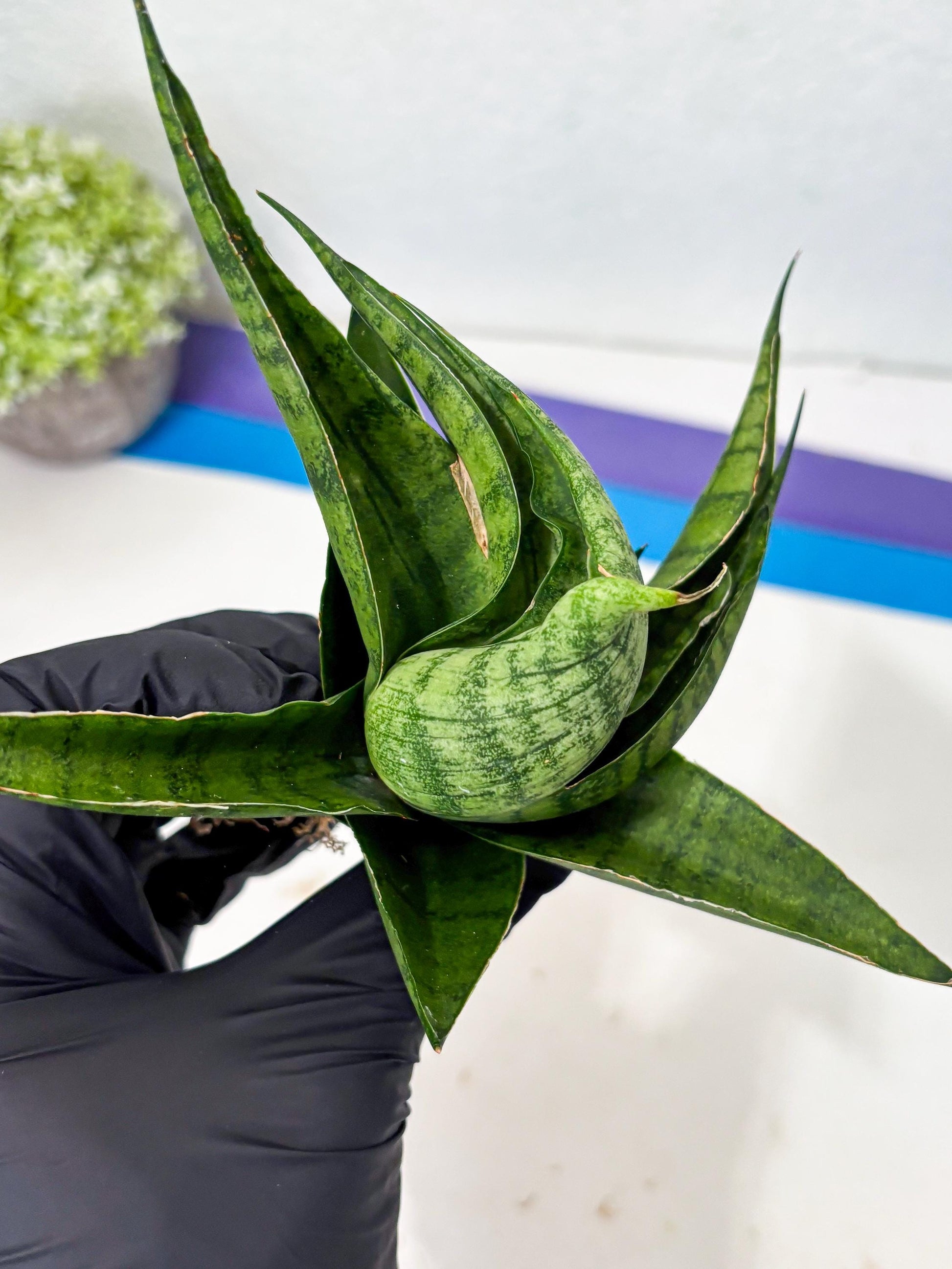 Sansevieria Dampit (Ba1) (9) | Imported New Hybrids