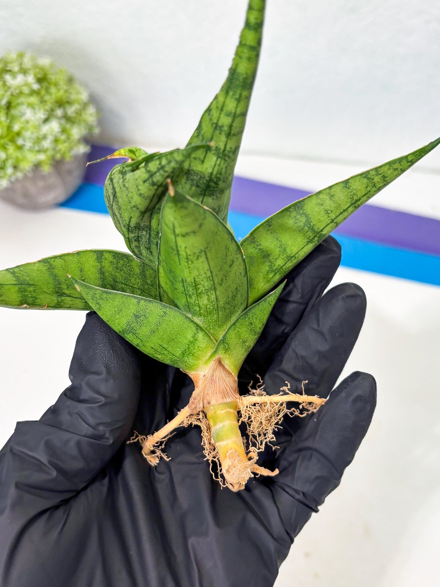 Sansevieria Dampit (Ba1) (9) | Imported New Hybrids