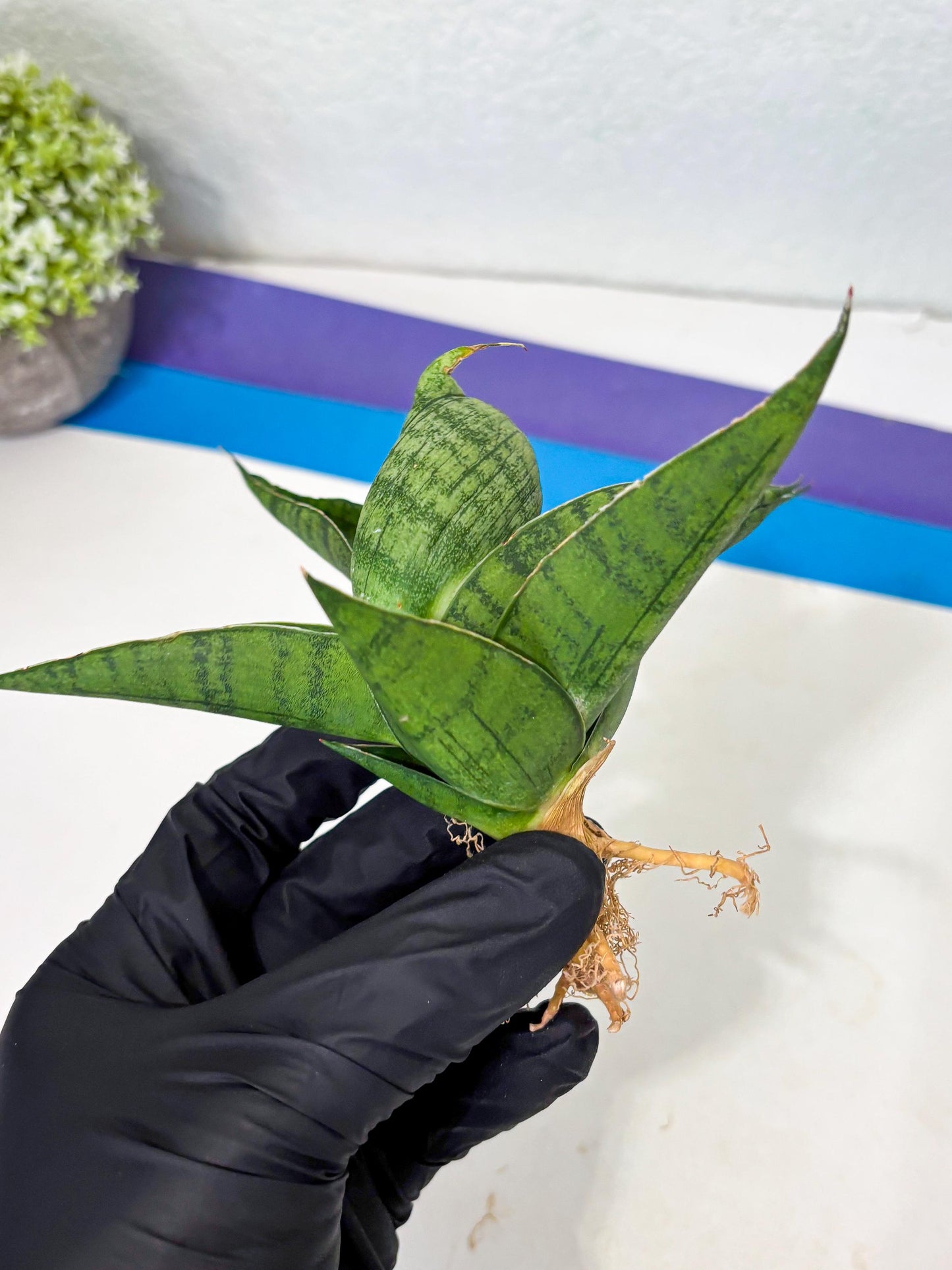 Sansevieria Dampit (Ba1) (9) | Imported New Hybrids
