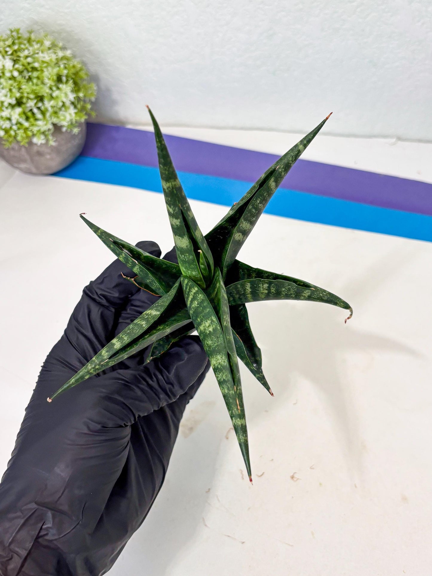 Sansevieria Francisii x Coco x Cordova (Ba1) (13)