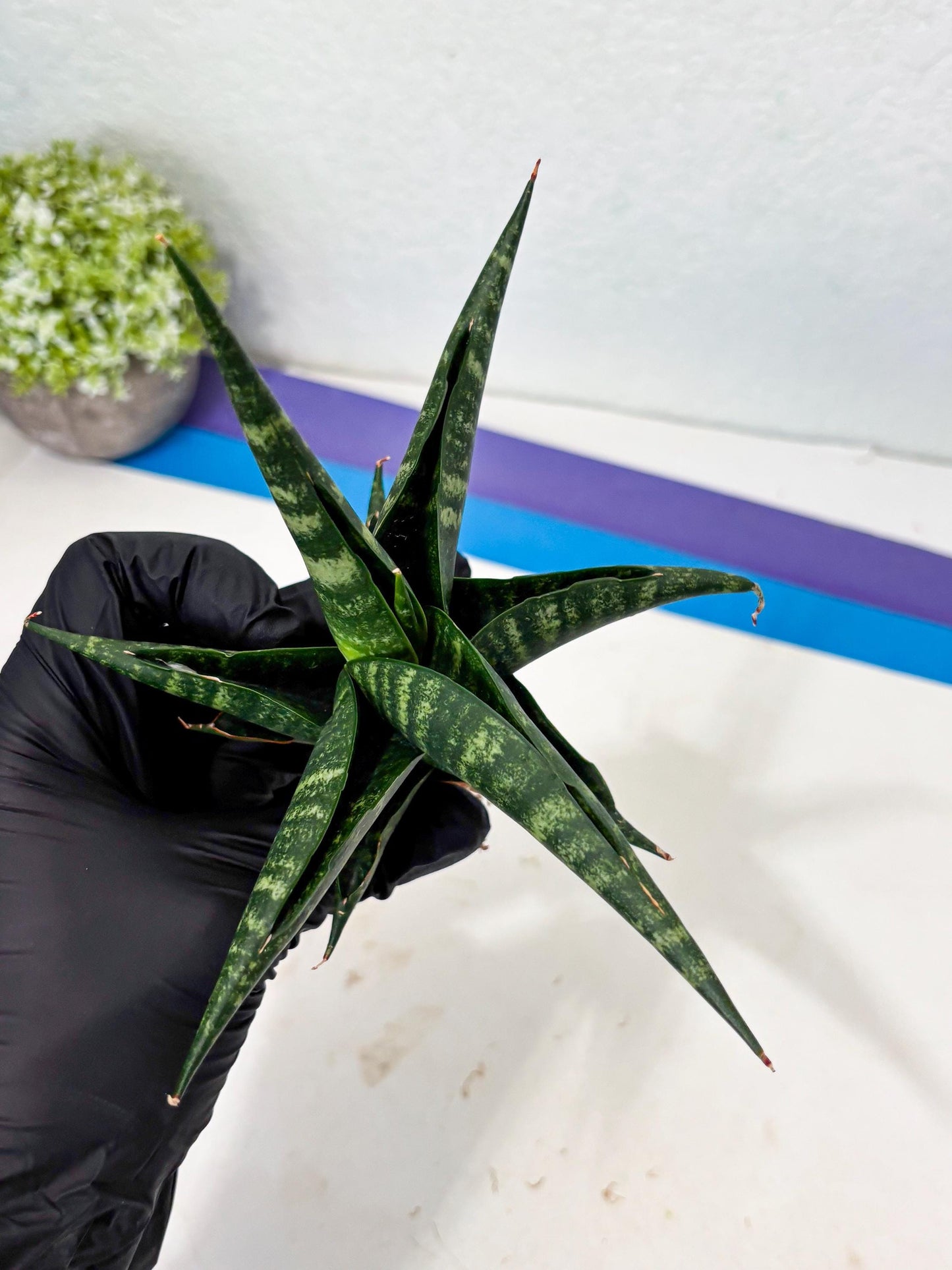Sansevieria Francisii x Coco x Cordova (Ba1) (13)