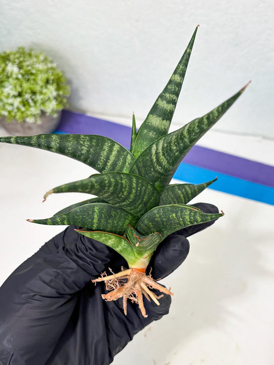 Sansevieria Francisii x Coco x Cordova (Ba1) (13)