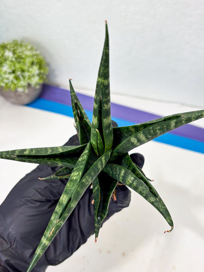 Sansevieria Francisii x Coco x Cordova (Ba1) (13)