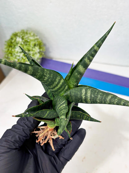 Sansevieria Francisii x Coco x Cordova (Ba1) (13)