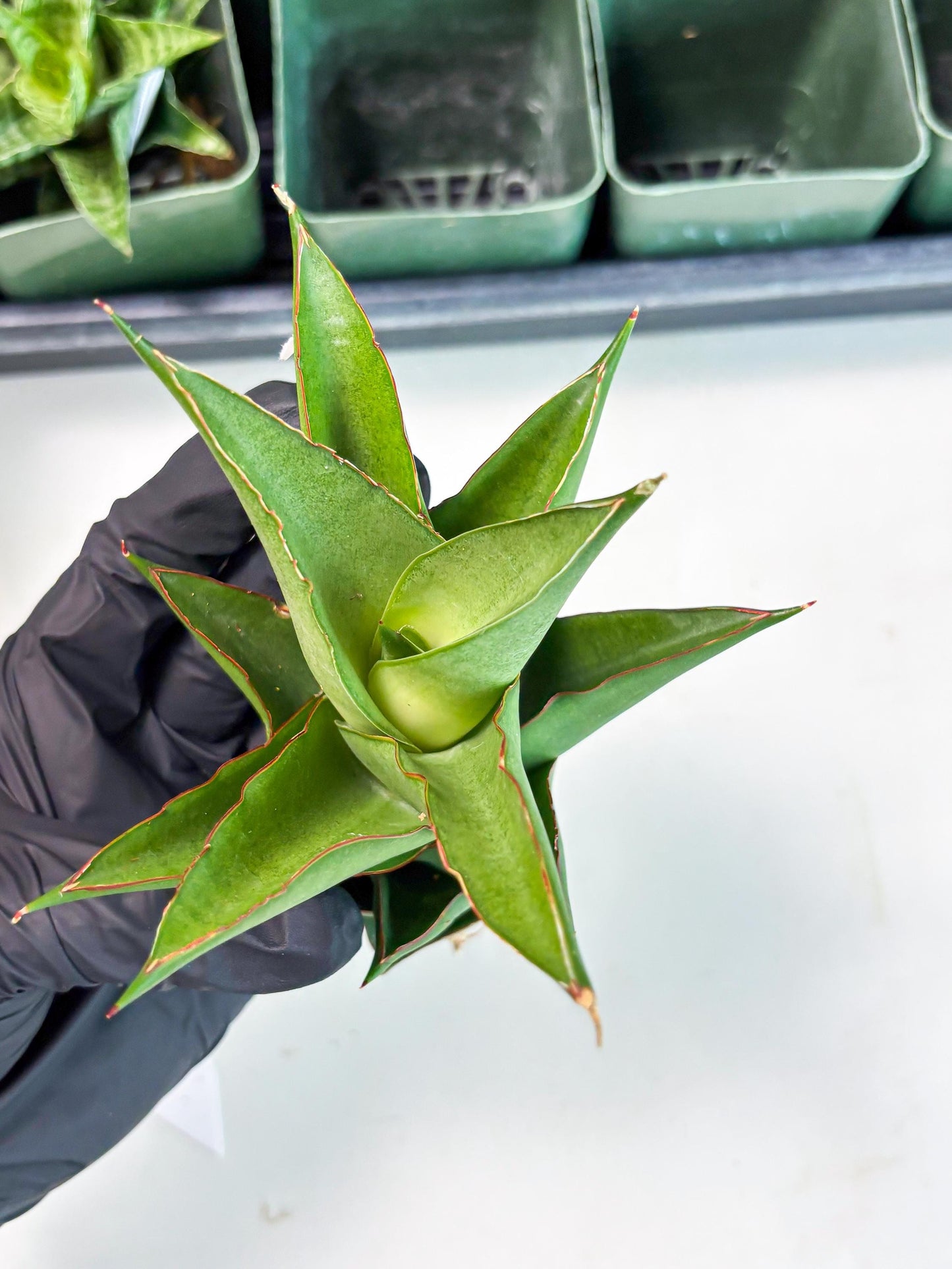 Sansevieria Armanu (Ba1) (14) | Rare Collection