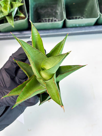 Sansevieria Armanu (Ba1) (14) | Rare Collection