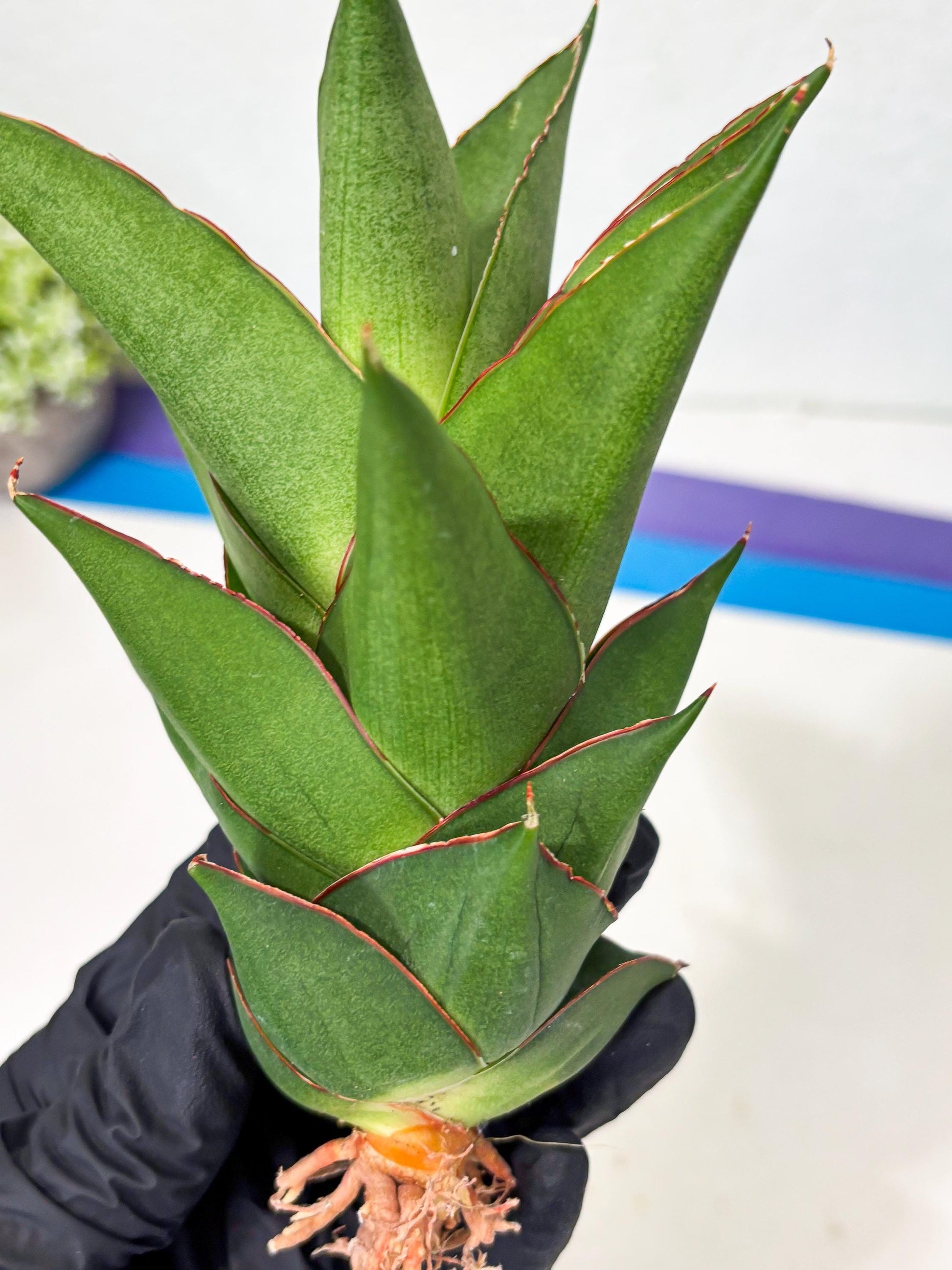 Sansevieria Armanu (Ba1) (14) | Rare Collection