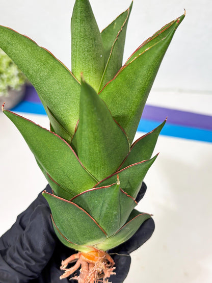 Sansevieria Armanu (Ba1) (14) | Rare Collection