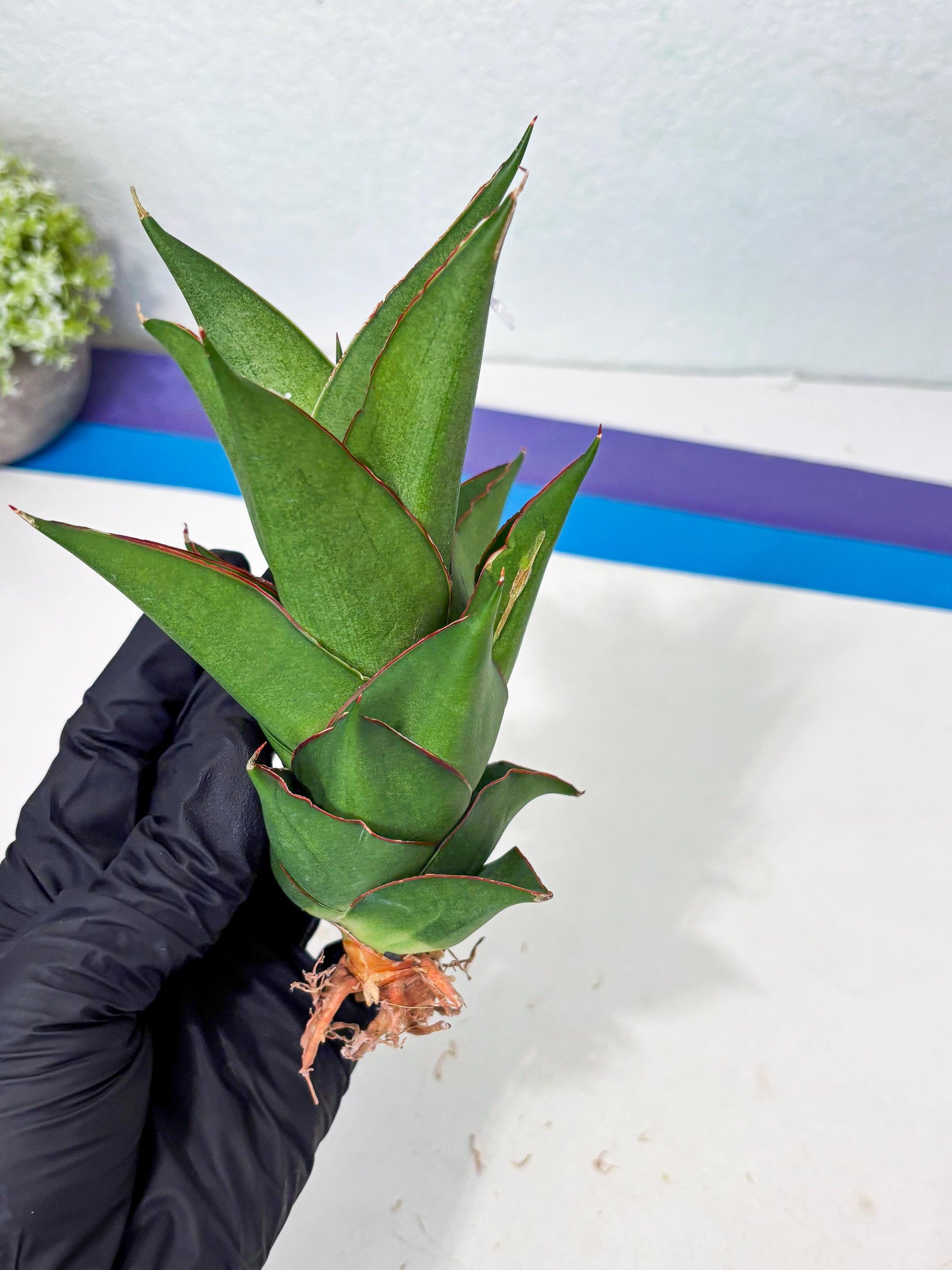 Sansevieria Armanu (Ba1) (14) | Rare Collection