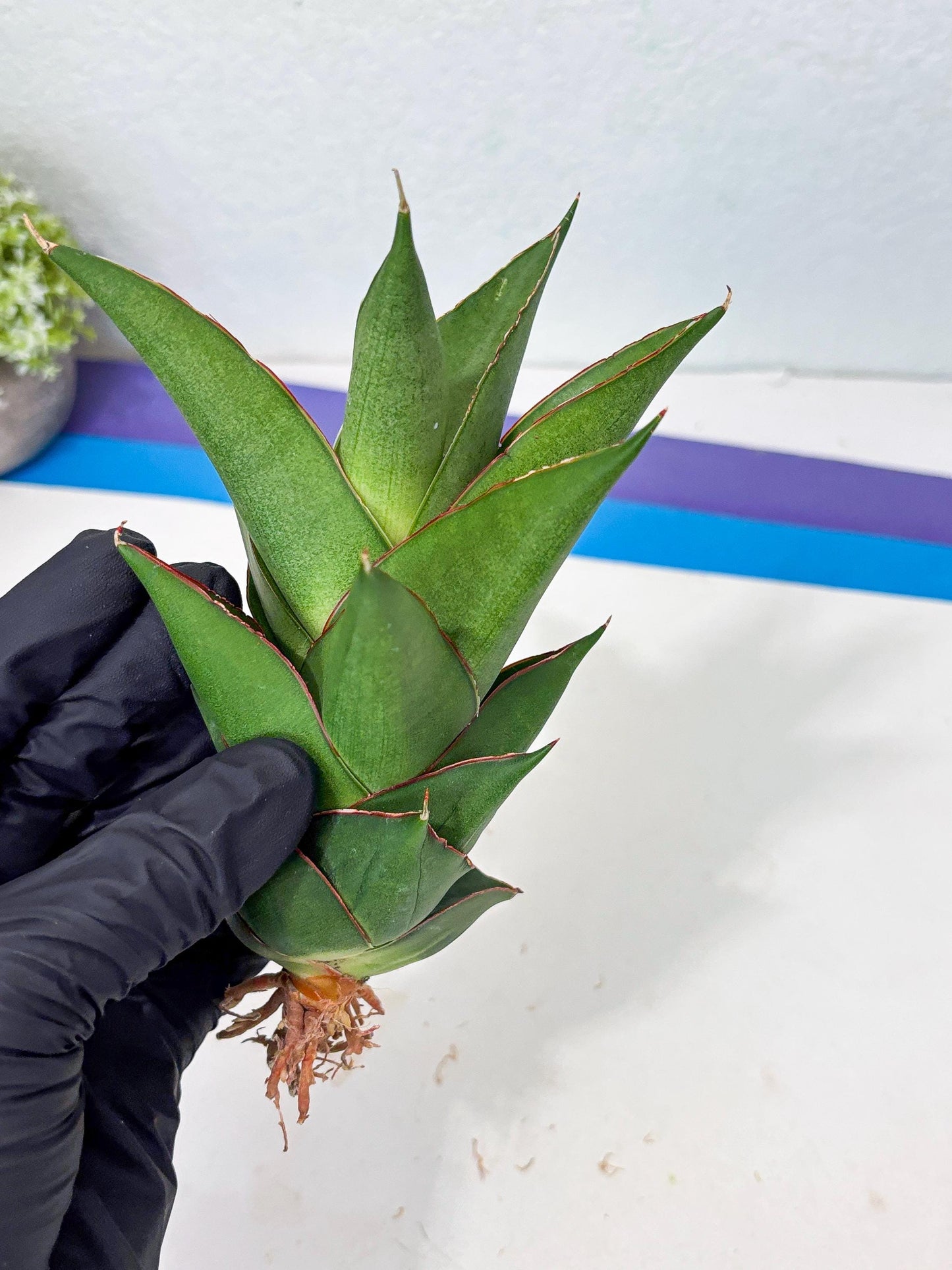Sansevieria Armanu (Ba1) (14) | Rare Collection