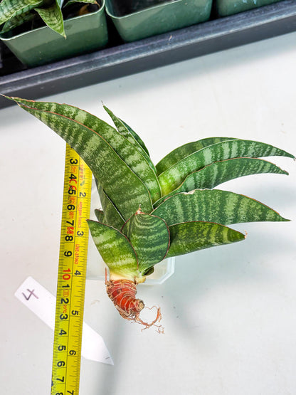 Sansevieria Marsha x Sandana Moonshine (Ba3) (4) | Rare Plant