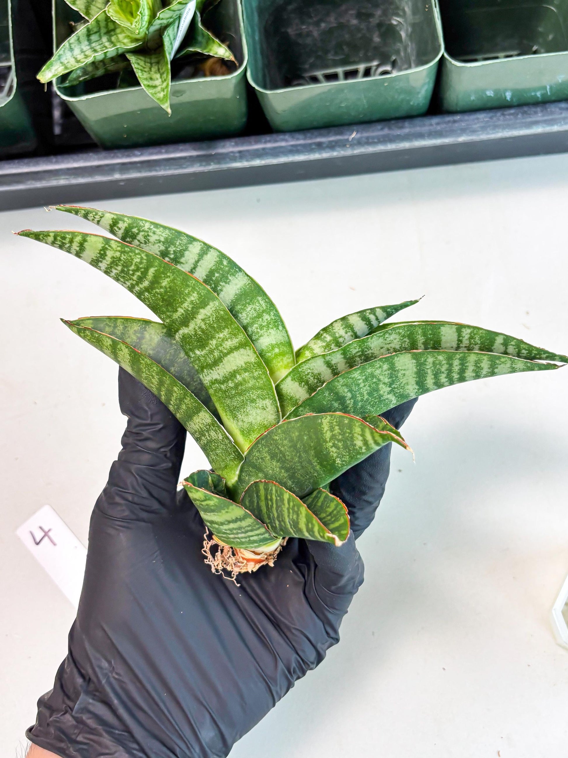 Sansevieria Marsha x Sandana Moonshine (Ba3) (4) | Rare Plant