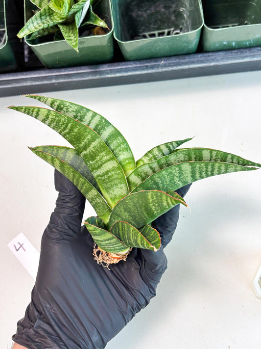 Sansevieria Marsha x Sandana Moonshine (Ba3) (4) | Rare Plant