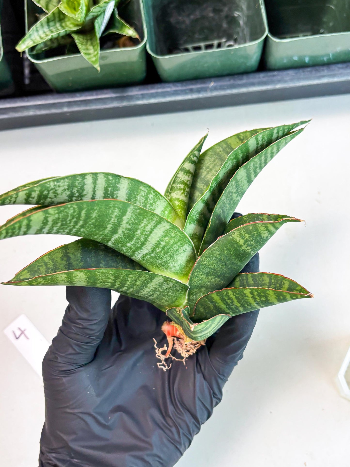 Sansevieria Marsha x Sandana Moonshine (Ba3) (4) | Rare Plant