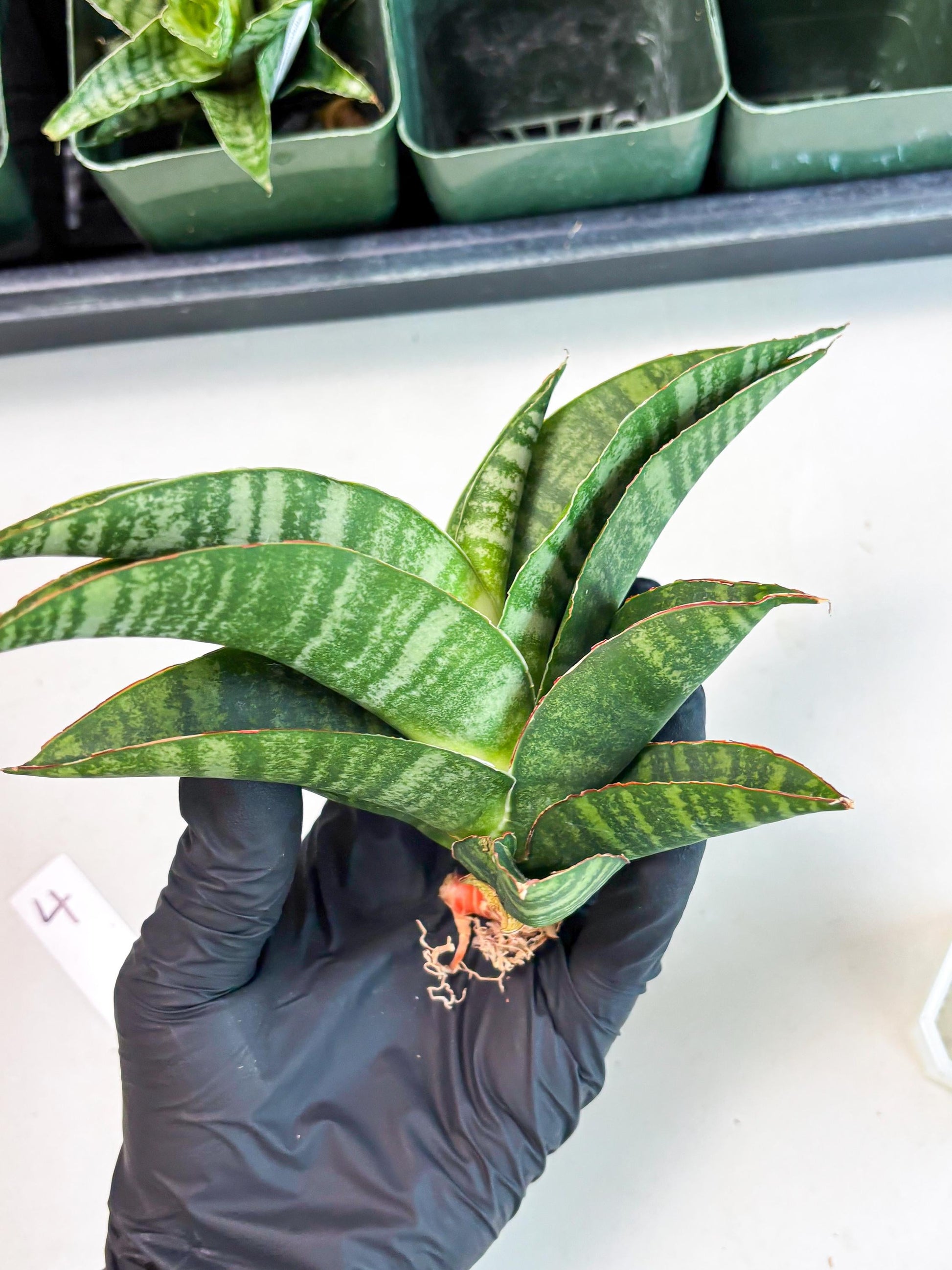 Sansevieria Marsha x Sandana Moonshine (Ba3) (4) | Rare Plant