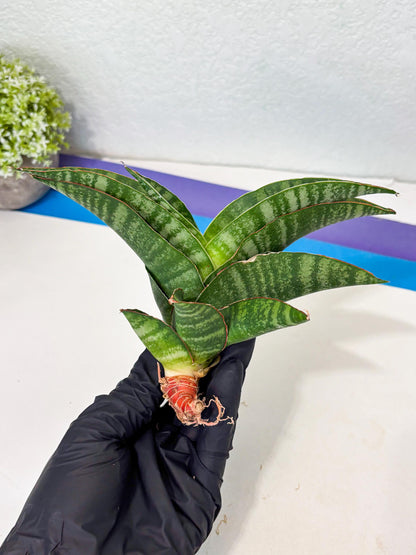 Sansevieria Marsha x Sandana Moonshine (Ba3) (4) | Rare Plant