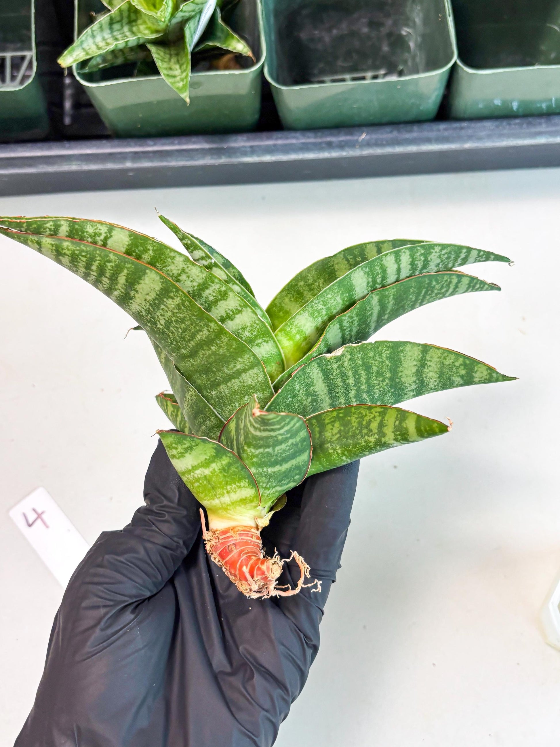 Sansevieria Marsha x Sandana Moonshine (Ba3) (4) | Rare Plant
