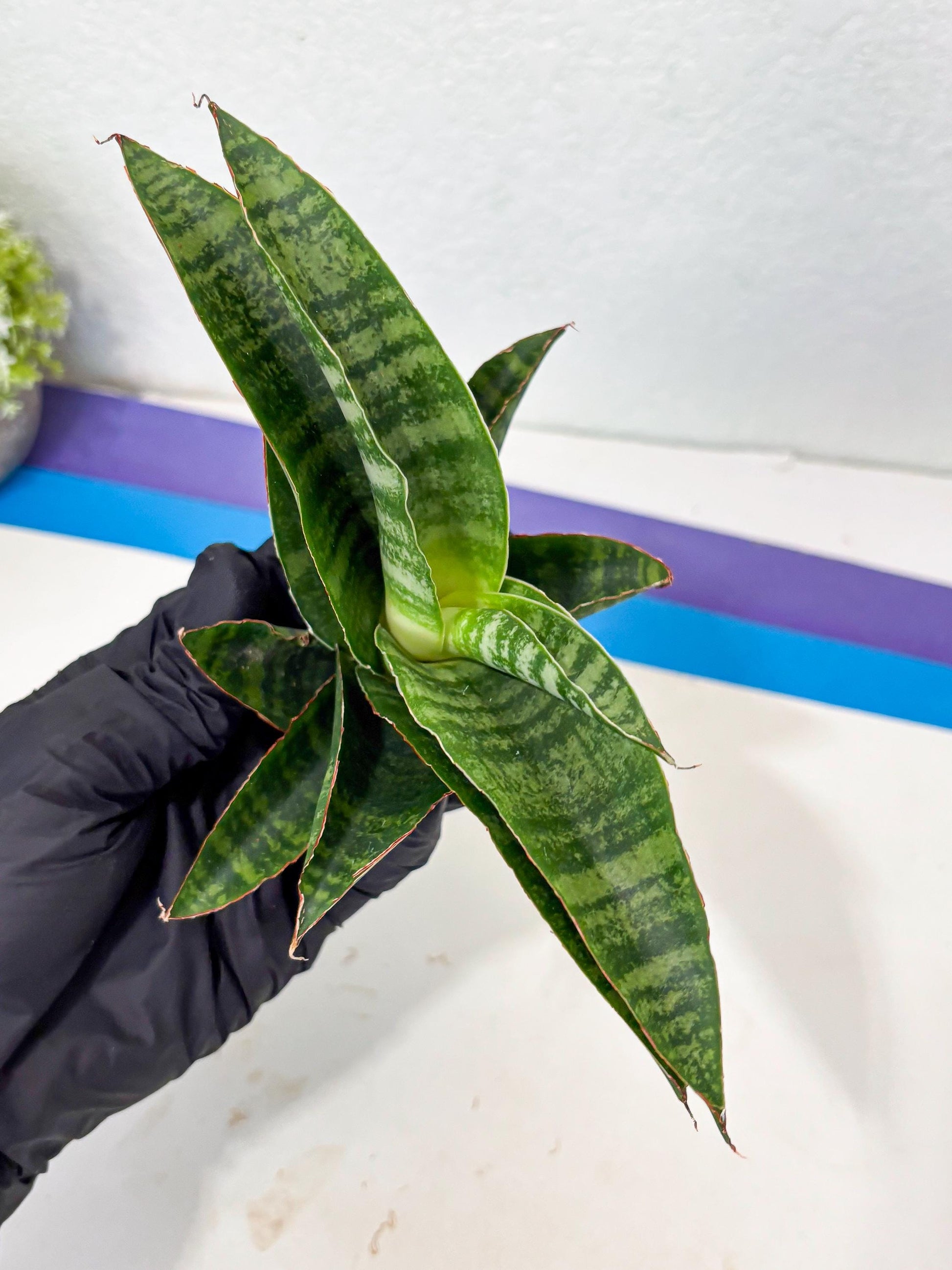 Sansevieria Marsha x Sandana Moonshine (Ba3) (4) | Rare Plant