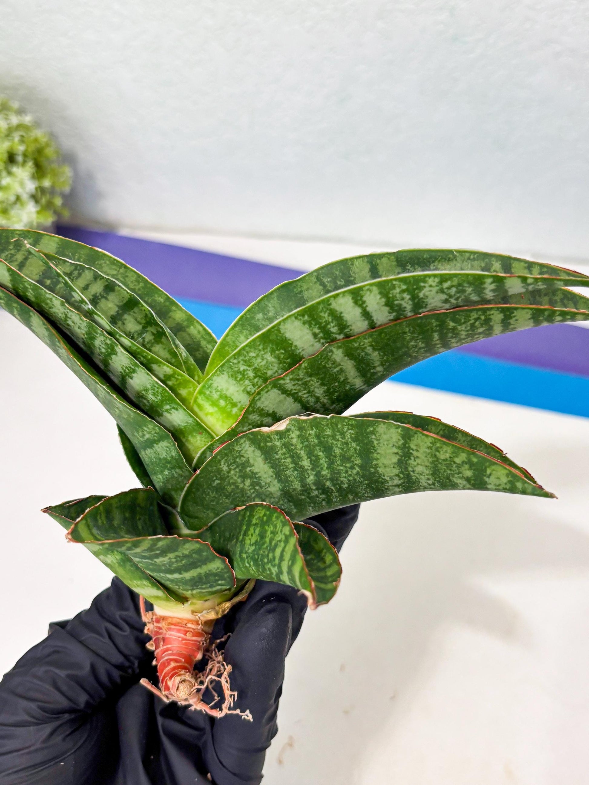 Sansevieria Marsha x Sandana Moonshine (Ba3) (4) | Rare Plant